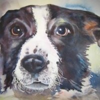 dog pet painting from photo